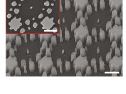 metasurface 奈米柱真實 SEM
